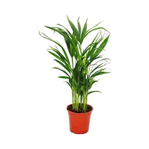 Areca Palmiyesi Salon Palmiyesi Areca Lutescens 50 60 Cm Ev Bitkisi Ofis Bitkisi Salon Bitkisi