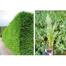Yeşil Mazı 20 Adet / 30-50 Cm Çit Bitkisi Thuja Orientalis