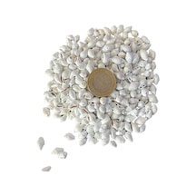 Nassa Shell Yerli Boyanmiş Kiloluk Deniz Kabuğu 1 Kg