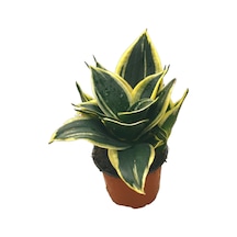 Sansevieria 'yellow Stripe' Paşa Kılıcı Ø10,5 Cm H15-20 Cm