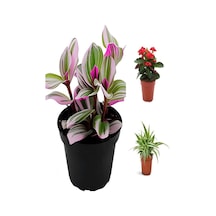 Videolu Pembe Telgraf-milli Dikenler Tacı-kurdele Çiçeği 3adet Saksılı 10-20cm Mini Salon Bitki Seti