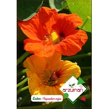Laden Çiçek Tohumu 1 Paket 6 Adet Renkli Çiçek Tohumlar N11717