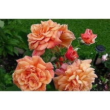 Tüplü Yediveren Kokulu Kayısı Tonlarında Aloha Rose Sarmaşık Gül