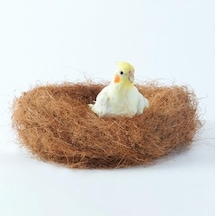 Lijinxu Hindistan Cevizi Elyafı Kuş Sığınakları Için Nefes