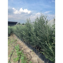 Tüplü Gemlik Zeytin Fidanı 4 Yaş