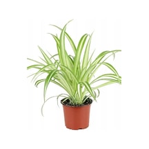 Sarkan Kurdele Çiçeği Chlorophytum Comosum 10-20 Cm
