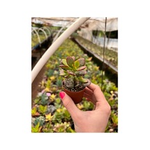 Para Çiçeği Fidanı Crassula Ovata Minor10-20 Cm