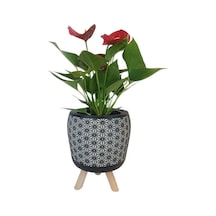 Mini Antoryum Siyah Motif Desenli Saksıda Flamingo Çiçeği