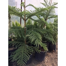 Saksıda Aracoriya arakorya Salon Çamı 90-110 Cm