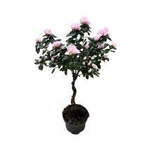 Rhodendron Indicum 'sugar Pink' Açelya Çiçeği
