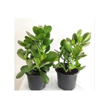 Para Sukulenti Crassula Ovata Bonsai Para Ağacı 2 Adet