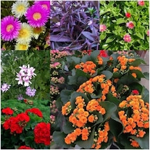 6 Çeşit Mezarlık Çiçeği Fidanı 10-20 Cm