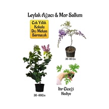 Yoğun Kokulu Leylak Ağacı Fidanı+mor Salkım Ağacı Fidanı Itır Çiçeği Peyzaj Seti
