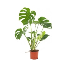 Deve Tabanı 60 80 Cm Monstera Deliciosa Ev Bitkisi Ofis Bitkisi Salon Bitkisi
