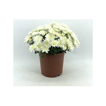 Krizantem Çiçeği Fidanı Chrysanthemum Beyaz 10-20 Cm