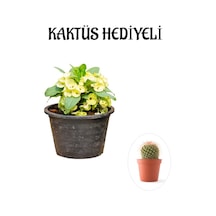 Sarı Çiçekli Milli Dikenler Tacı Kaktüs Sevgililer Gününe Özel Kaktüs Hediyeli