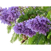 Jakaranda Fidanı 60-80 Cm