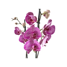 Phalaenopsis 'Budapest' (Fuşya Orkide) Ø12 CM 70-80 CM