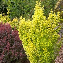 Sarı Berberis - Renkli Çit Bitkisi Sarı Berberis - Renkli Çit Bit