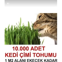1 M2 Alana Yetecek Kadar Kedi Yemi Çim Tohumu