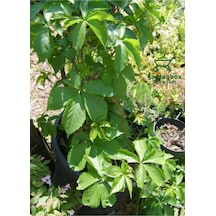 Soğuğa Dayanıklı Kışın Kırmızı Renk Amerikan Sarmaşığı 40-80cm Saksılı/tüplü