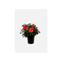 Videolu Kırmızı Japon Gülü Çiçeği Fidanı 1 Adet Saksılı/ Tüplü 40-45 Cm Japanese Camellia