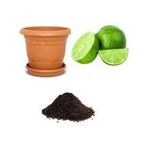 Nadir Ithal Lime Tohumu Ekim Seti