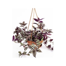 Yeşil Alacalı Telgraf Çiçeği Makrome Saksılı 30-50cm Tradescantia Zebrina