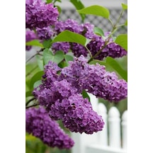 Serada Decor Plant Leylak Fidanı Çiçeği Mis Kokulu 60 Cm Saksılı