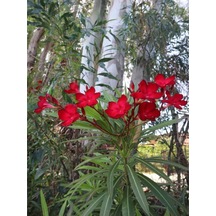 Videolu Kırmızı Renkli Zakkum Çiçeği Fidanı 30 60 Cm 1 Adet Saksılı Dış Mekan Ağaç Nerium Oleander