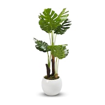 Cihan Çiçekçilik Monstera Ağacı 170cm Beyaz Küre Saksı