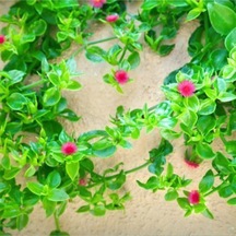 Videolu Mezarlık Çiçeği Uzun Ömürlü 10 Adet Tüplü Çiçekli Bodur Bitkiler Columbine Flower