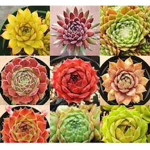 9 Adet 9 Çeşit Sempervivum Sukulent Tohumu