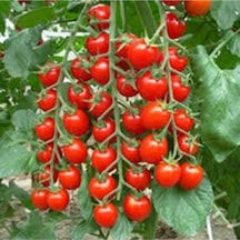 30 Adet Tohum Süper Paket Cherry Domates Tohumu Saksılık Süpriz Hediye Tohumludur