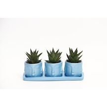 Trio Mavi Adler Sukulent Seti - Haworthia Limifolia