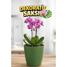 Orkide Saksısı Koyu Yeşil Dekoratif Dış Saksı 1 Adet- 12 Pot Şeffaf Orkide Üretim Saksısı Hediyeli