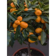 Kamkat Fidanı Bodur 50 60 Cm 1 Adet Dragon Anaç Saksılı /tüplü Meyve Ağacı Kumquat
