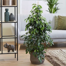 Benjamin - Ficus Benjamina 60-80 cm