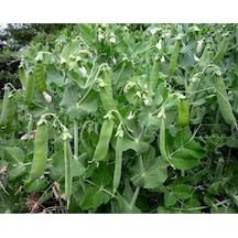 Agrokar Yaprak Bezelye Tohumu İthal 1 Kg