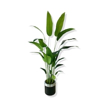 Cihan Çiçekçilik Starliçe 24 Yaprak 190 Cm Yapay Ağaç 30x30 Gümüş Kemerli Saksı Beyaz- Yeşil