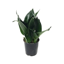 Sansevieria Jade (Paşa Kılıcı) Ø12 CM H20-25 CM