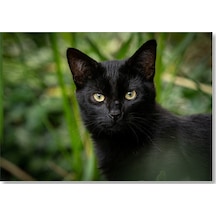 Cakasepetim Yeşillikler Önünde Kara Kedi Ahşap Mdf Tablo