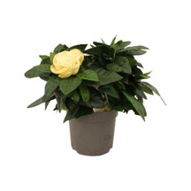Videolu 1 Adet Ithal Kokulu Gardenya Çiçeği Ofis Bitkisi 25-35 Cm Saksılı Iç Mekan Bitki Gardenia