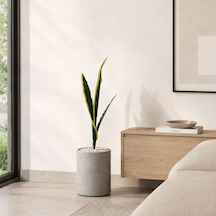 Yapay Bitki Paşakılıcı Sansevieria Demet Sarı Yeşil 65 Cm