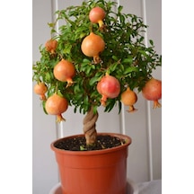 Videolu Bodur Süs Narı Fidanı 25 -30 Cm Saksılı Çiçekli Bodur Bitkiler Pomegranate