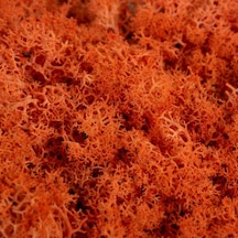 Reindeer Moss Turuncu Şoklanmış Norveç Yosunu 30gr