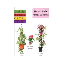 Çok Avantajlı Hedera Helix Sarmaşığı+ Pembe Begonvil+ Buz Çiçeği Hediyeli