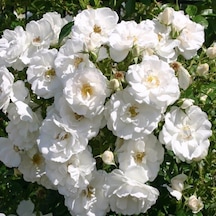 Serada Decor Plant Beyaz Sarmaşık Gül Fidanı Kokulu Tüplü 1. Kalite 90-140 Cm