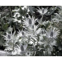 10 Adet Giant Silver Ghost Sea Holly Tohumu