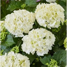 Videolu 1 Adet Bembeyaz Ortanca Çiçeği Fidanı 30-60 Cm Saksılı Çiçekli Bodur Bitkiler Hydrangea